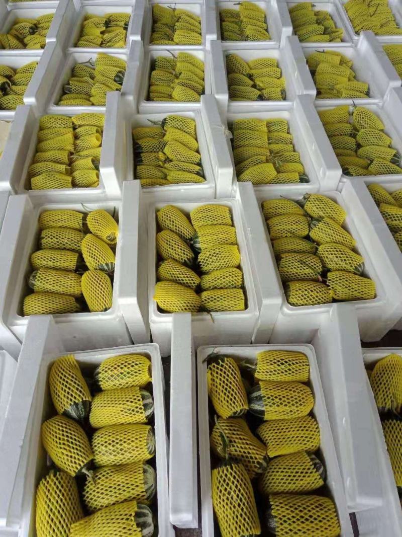 《精品》河南博洋61甜瓜，基地直销货源充足，量大从优