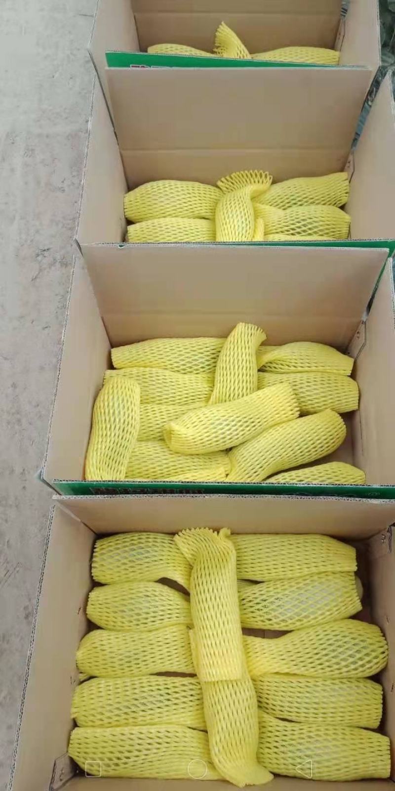 《精品》河南博洋61甜瓜，基地直销货源充足，量大从优