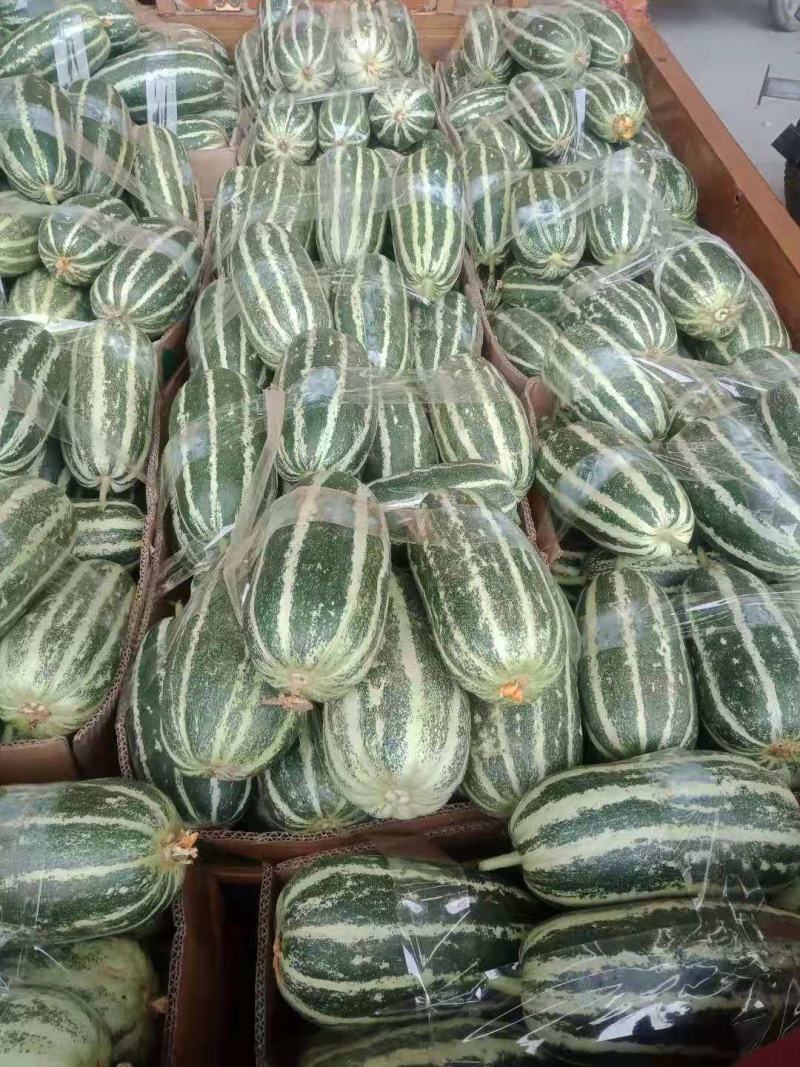 《精品》河南博洋61甜瓜，基地直销货源充足，量大从优