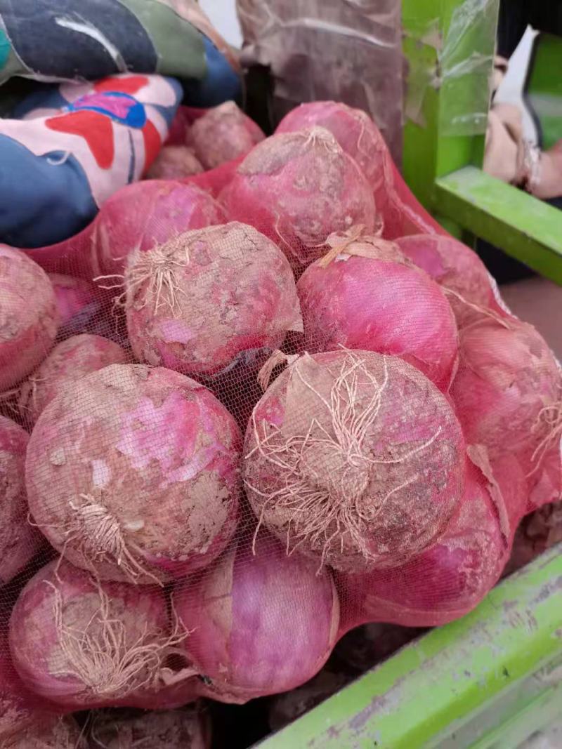 紫皮洋葱一手货源，**各大电商平台一件代发