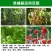 新款果蝇诱捕器瓜果实蝇诱捕剂果园菜地杀果蝇针蜂桔小杀虫灯