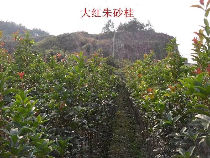 桂花苗，丹桂苗，1到3公分，可带土球。量大价优！