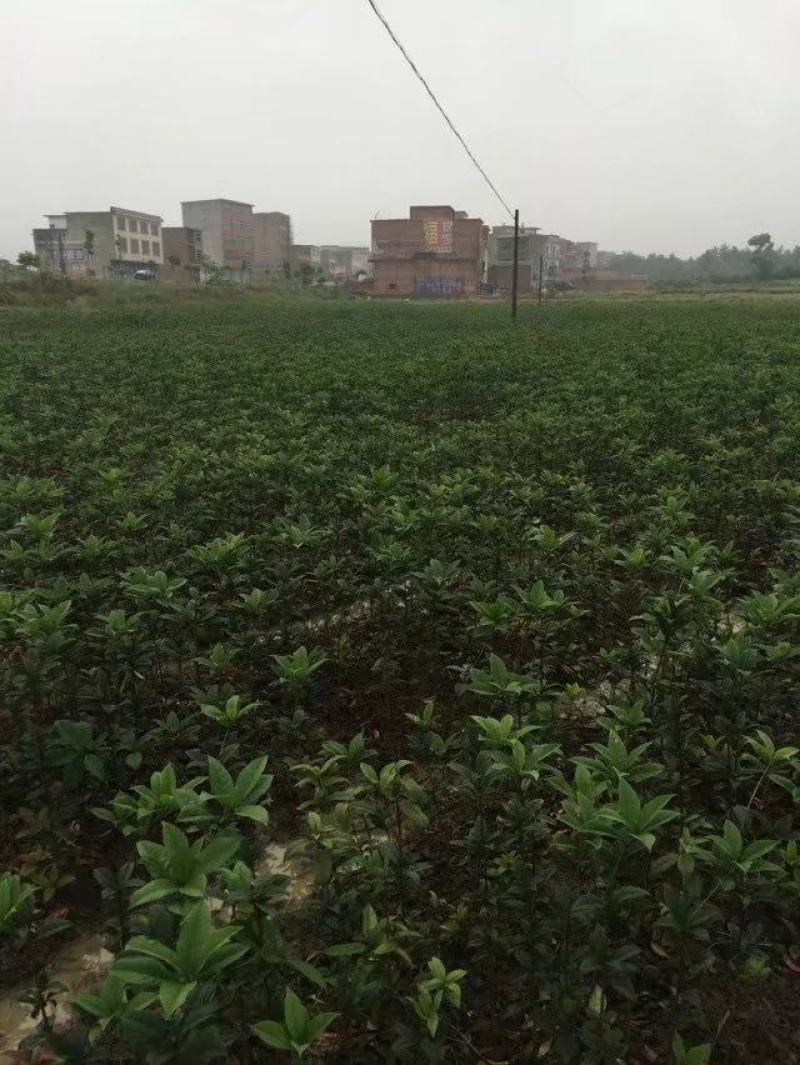 桂花苗，丹桂苗，1到3公分，可带土球。量大价优！