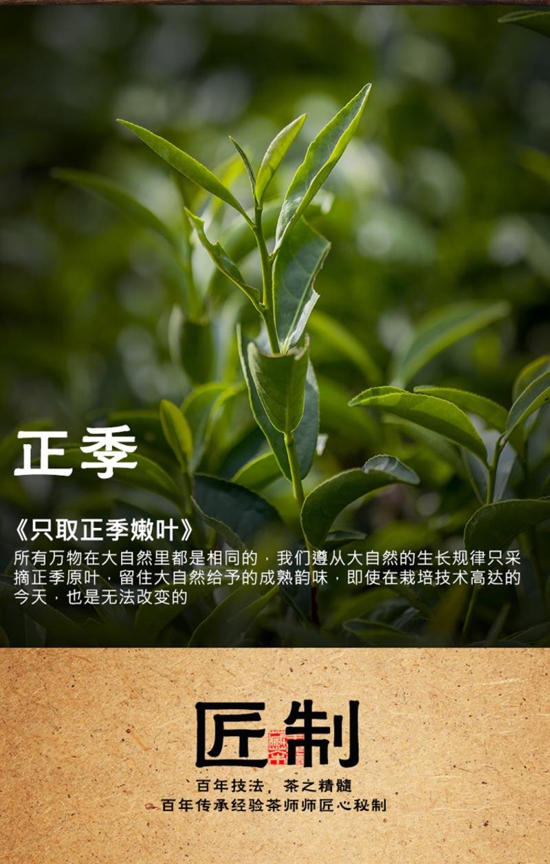 安溪铁观音今年新茶鲜绿浓香