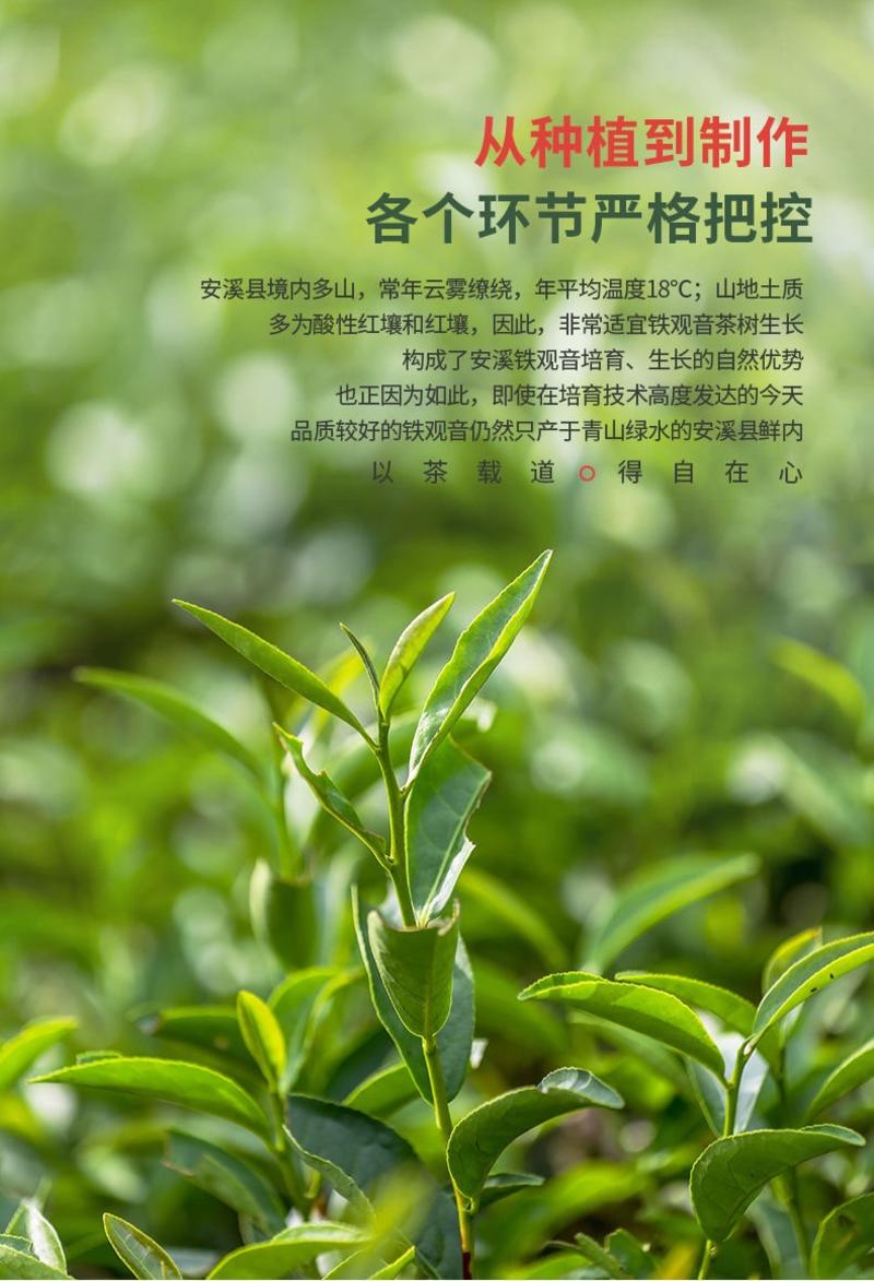 2021新茶铁观音500g浓香型春茶乌龙茶清香型支持一件