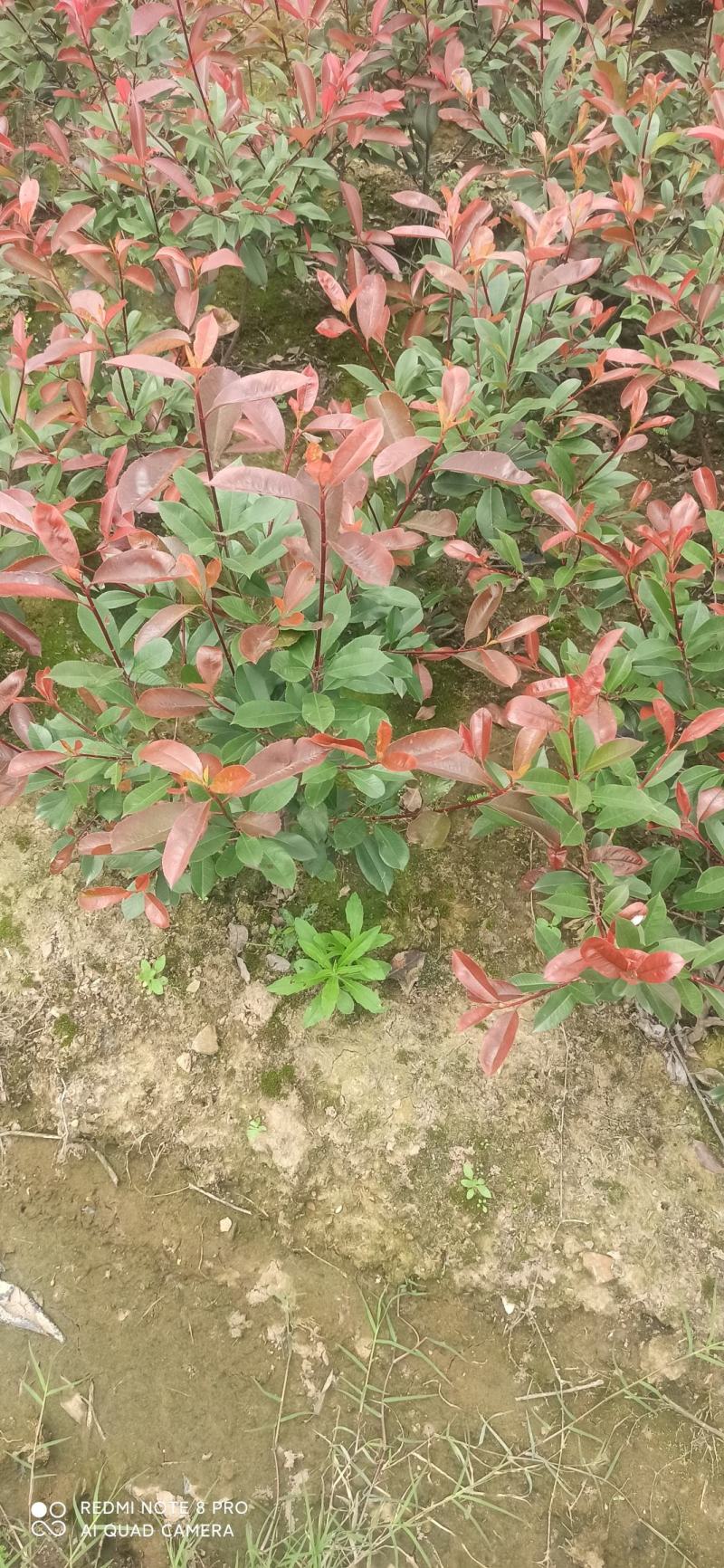 红叶石楠毛球，小毛球，篱笆苗，工程色块苗