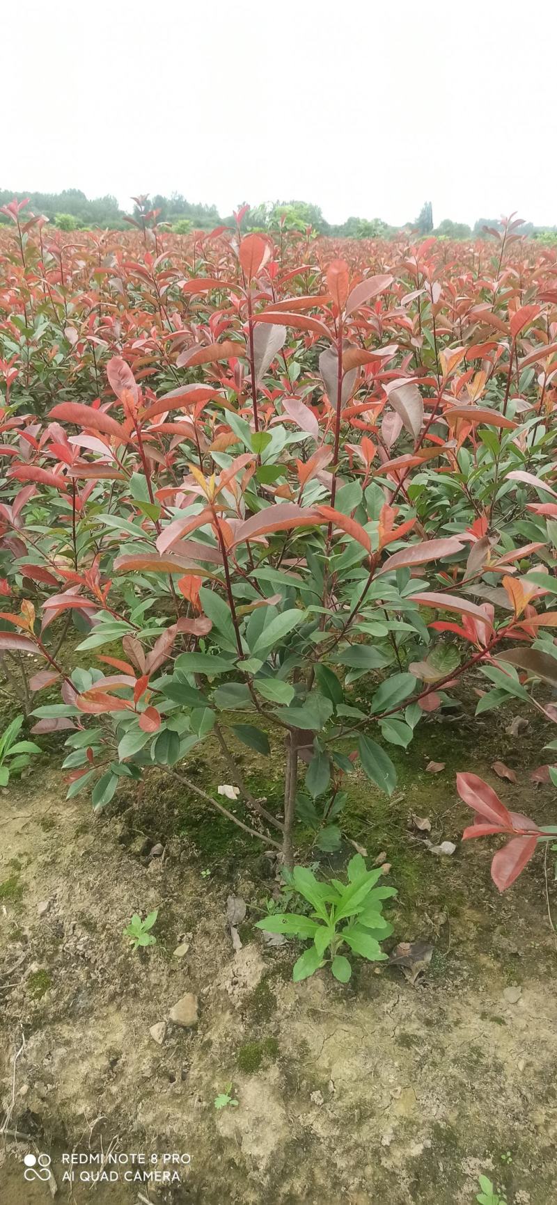 红叶石楠毛球，小毛球，篱笆苗，工程色块苗