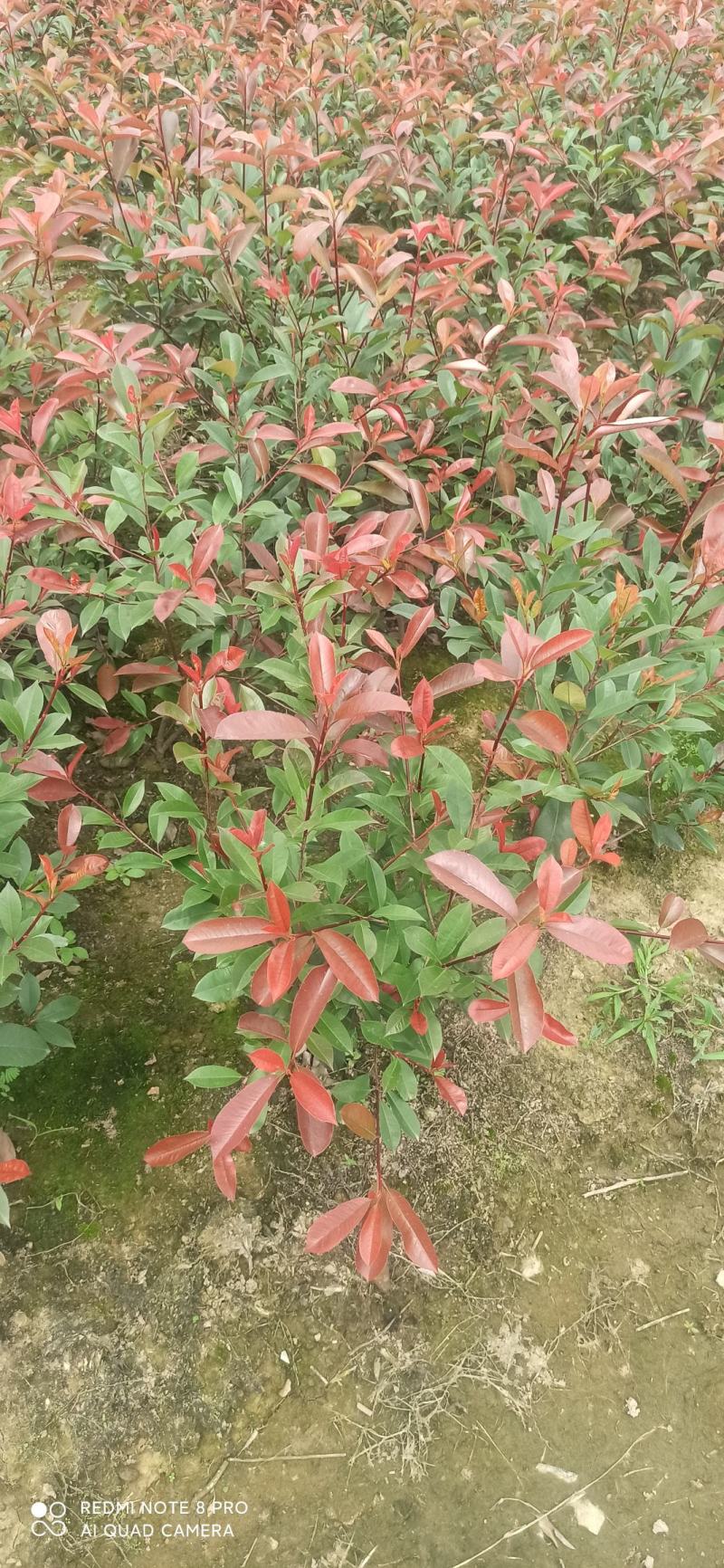 红叶石楠毛球，小毛球，篱笆苗，工程色块苗