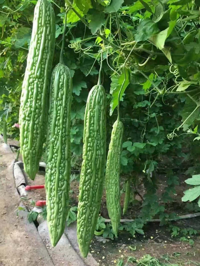 直播/嫁接苦瓜苗东风红旗绿皮苦瓜品种种苗供应