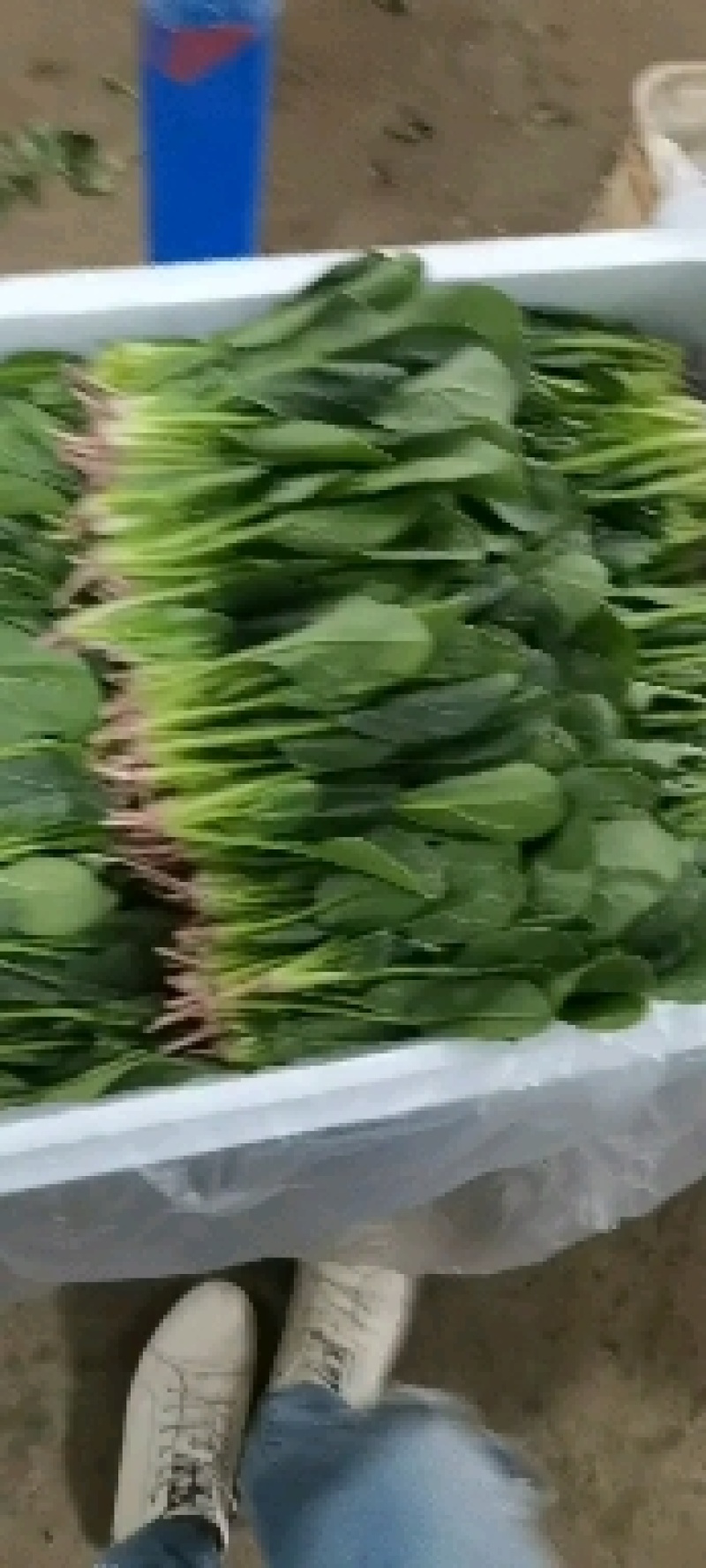 精品菠菜