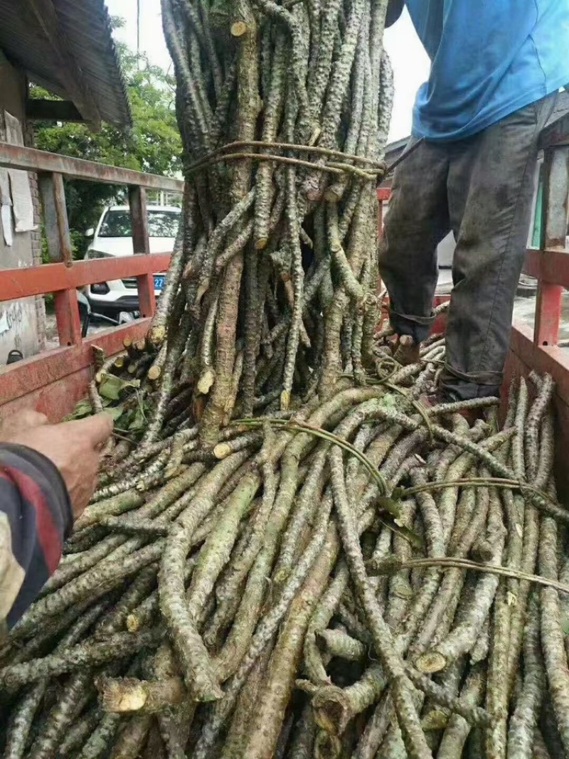 黑苦藤，新鲜黑苦藤，产地直销一手货源。