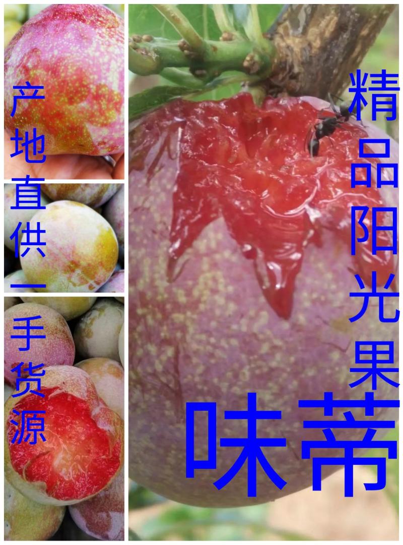 四川～汉源～精品阳光果三华李（味帝）产地直供果一手货源，