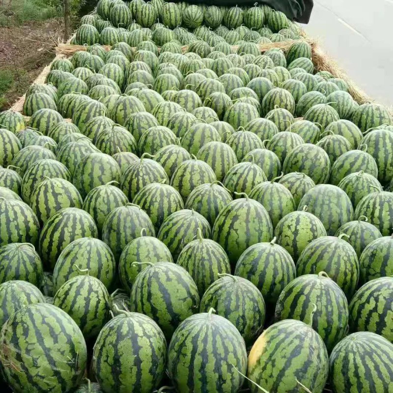 保定市清苑区北和庄村大棚西瓜正在上市，需要的老板请联系！