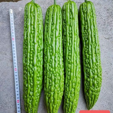 直播/嫁接苦瓜苗东风红旗绿皮苦瓜品种种苗供应