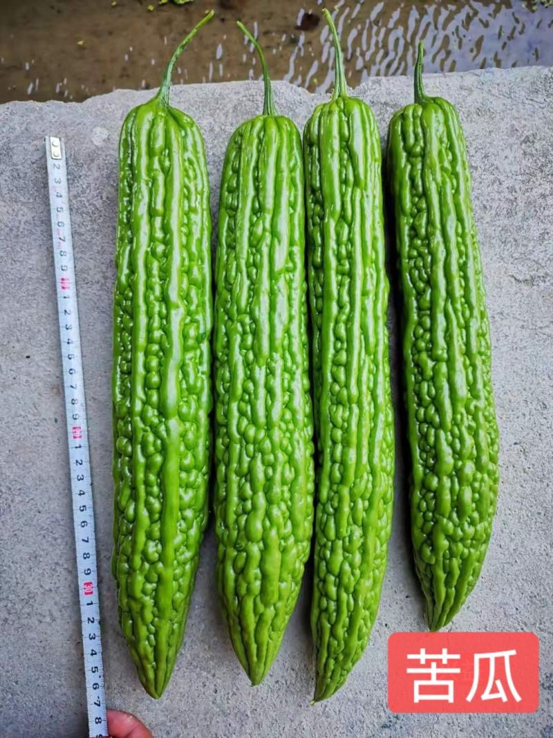 直播/嫁接苦瓜苗东风红旗绿皮苦瓜品种种苗供应