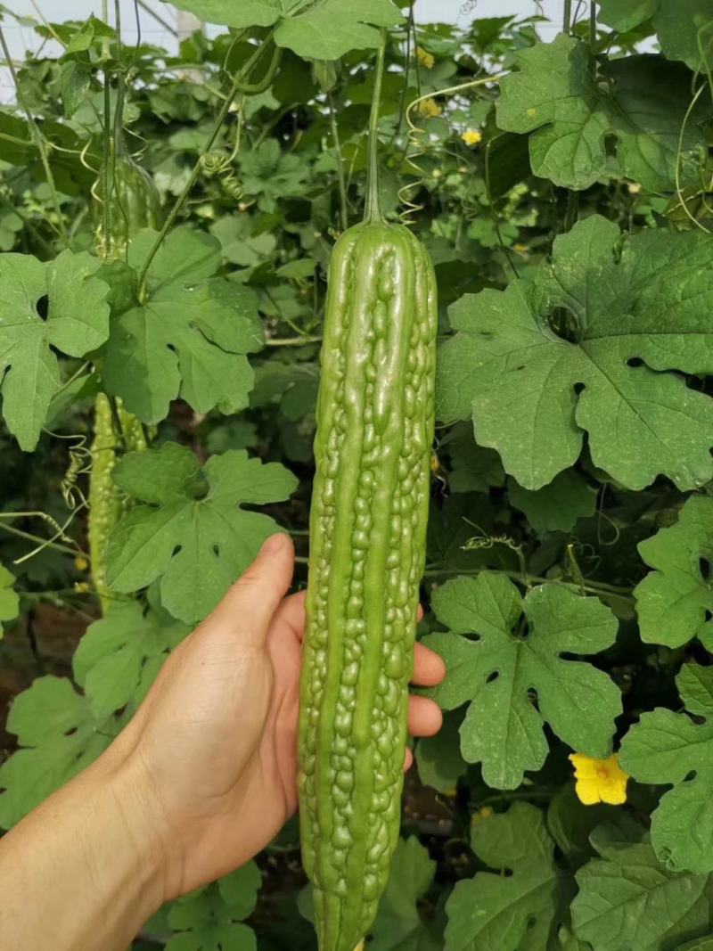 直播/嫁接苦瓜苗东风红旗绿皮苦瓜品种种苗供应