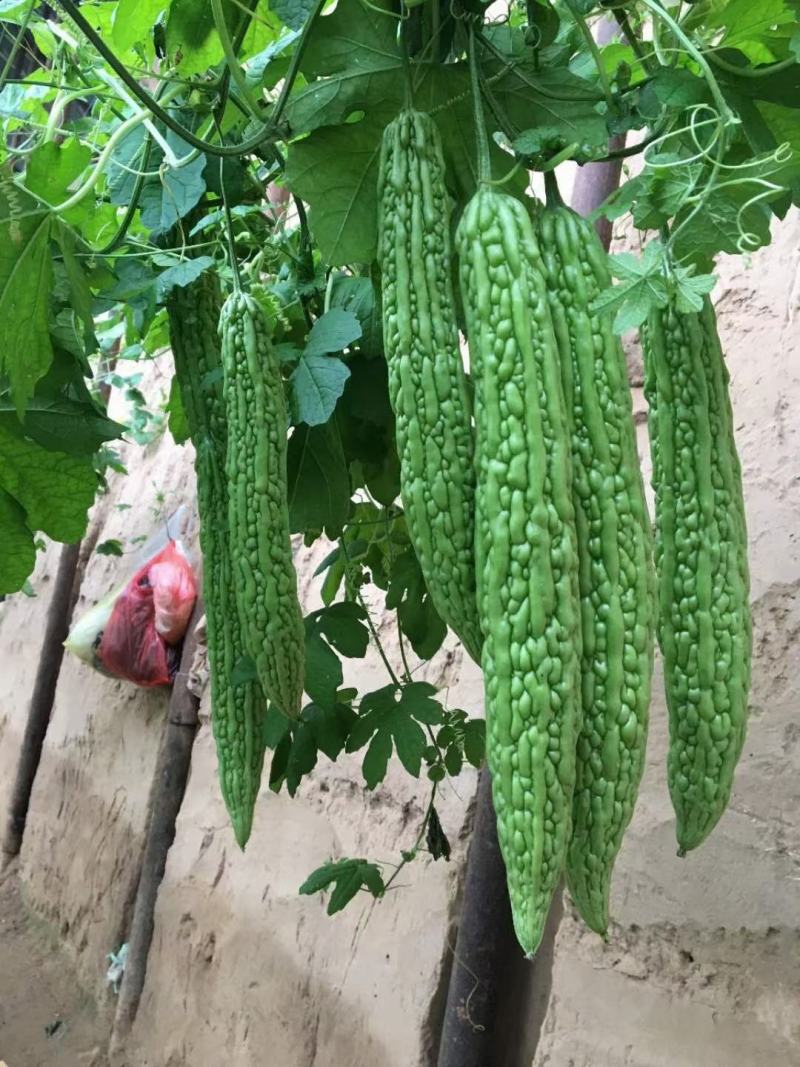 直播/嫁接苦瓜苗东风红旗绿皮苦瓜品种种苗供应