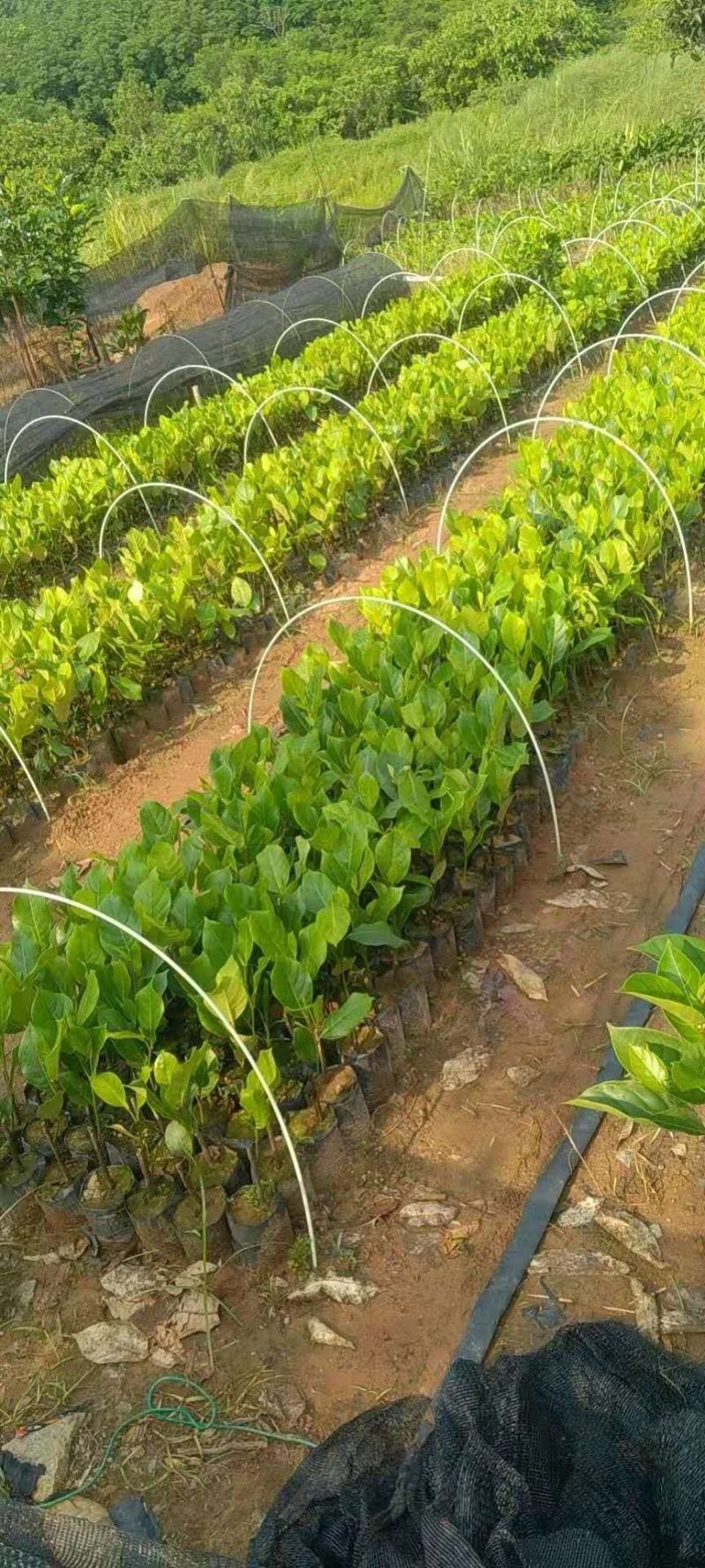 长孟尖榴莲蜜果状长形两年多即可结果目前最耐寒的品种