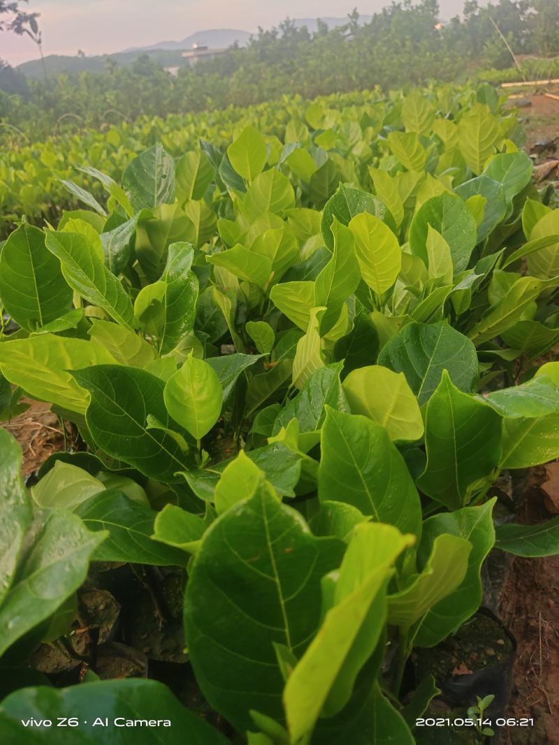 长孟尖榴莲蜜果状长形两年多即可结果目前最耐寒的品种