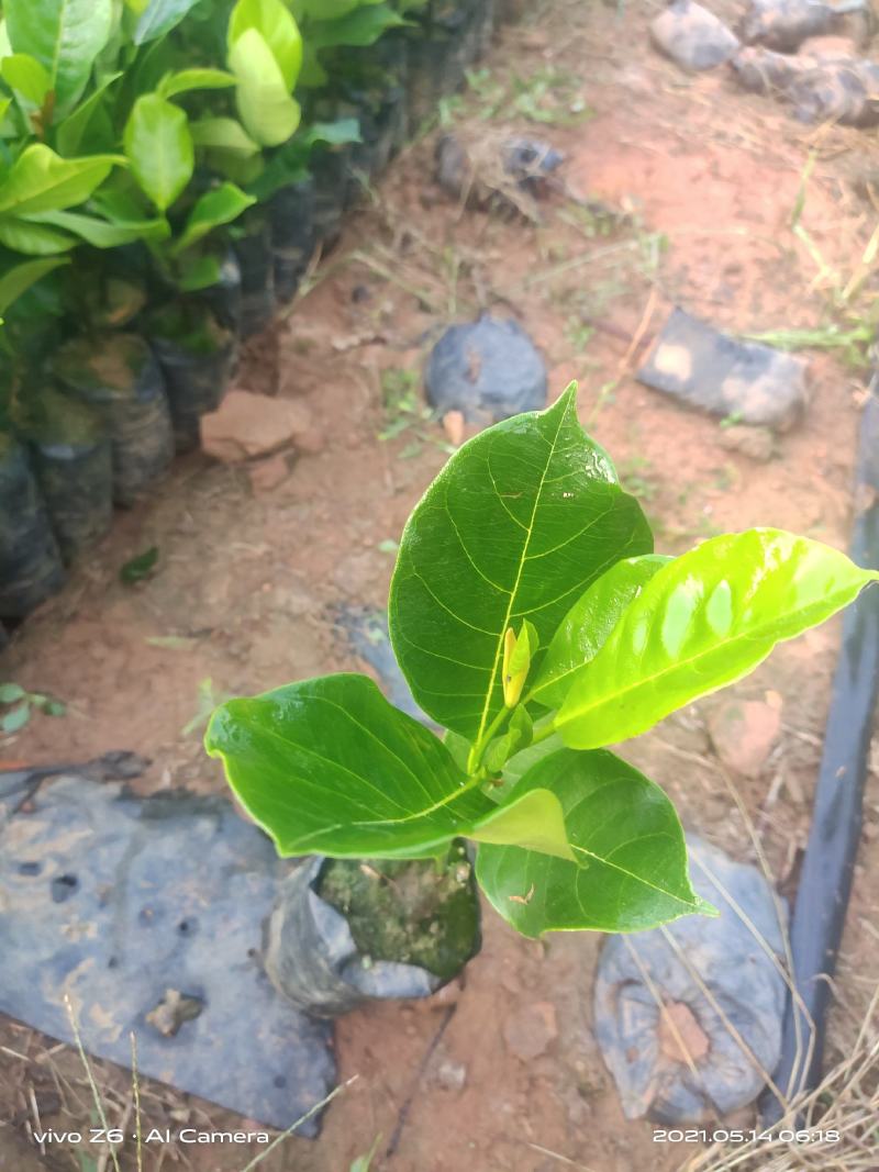 长孟尖榴莲蜜果状长形两年多即可结果目前最耐寒的品种