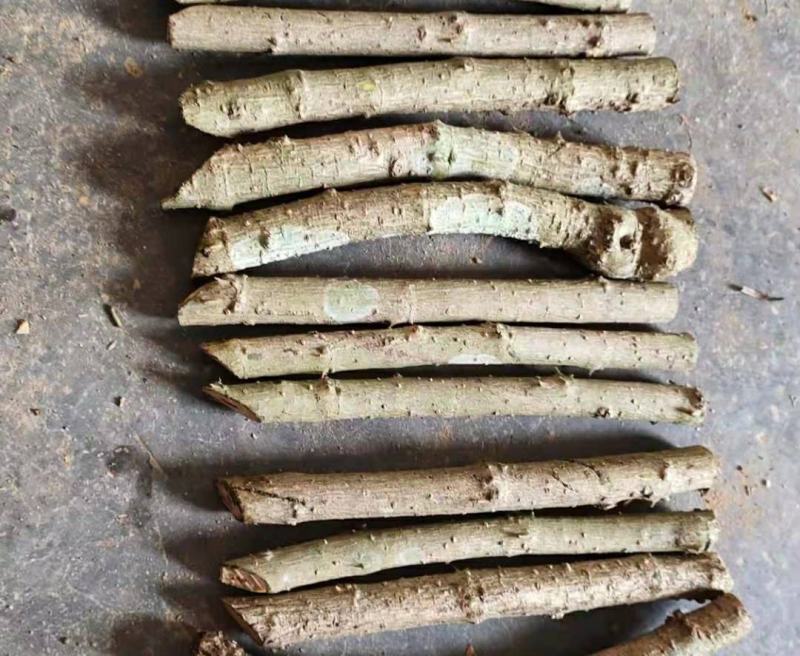 新鲜苦刺心三加皮老枝苦刺心老根勒口菜根或老枝刺三加