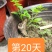 新鲜苦刺心三加皮老枝苦刺心老根勒口菜根或老枝刺三加