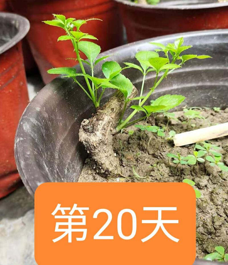 新鲜苦刺心三加皮老枝苦刺心老根勒口菜根或老枝刺三加
