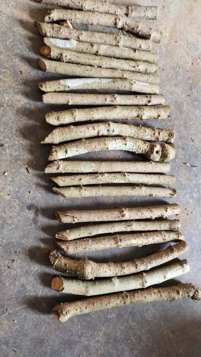 新鲜苦刺心三加皮老枝苦刺心老根勒口菜根或老枝刺三加