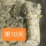 新鲜苦刺心三加皮老枝苦刺心老根勒口菜根或老枝刺三加