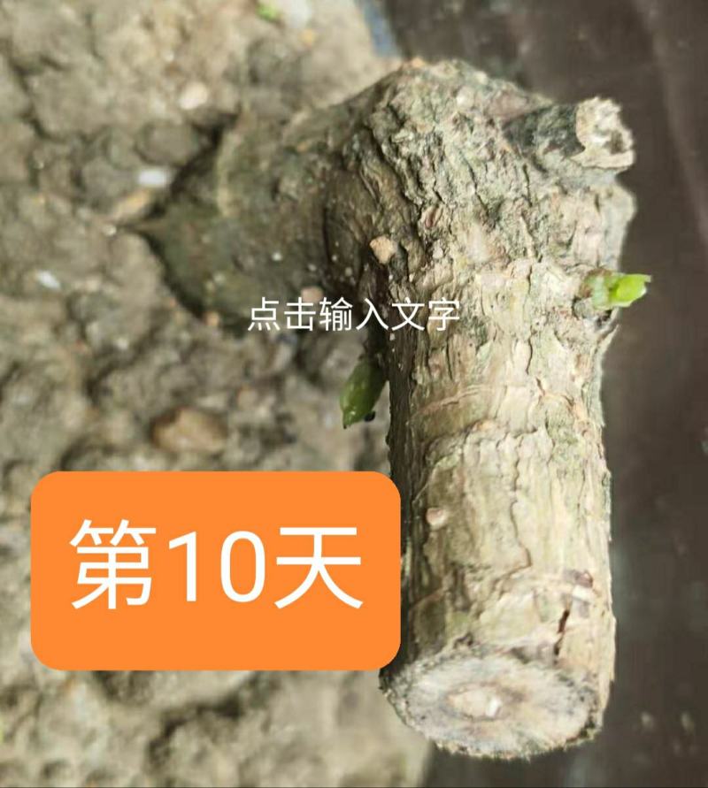 新鲜苦刺心三加皮老枝苦刺心老根勒口菜根或老枝刺三加