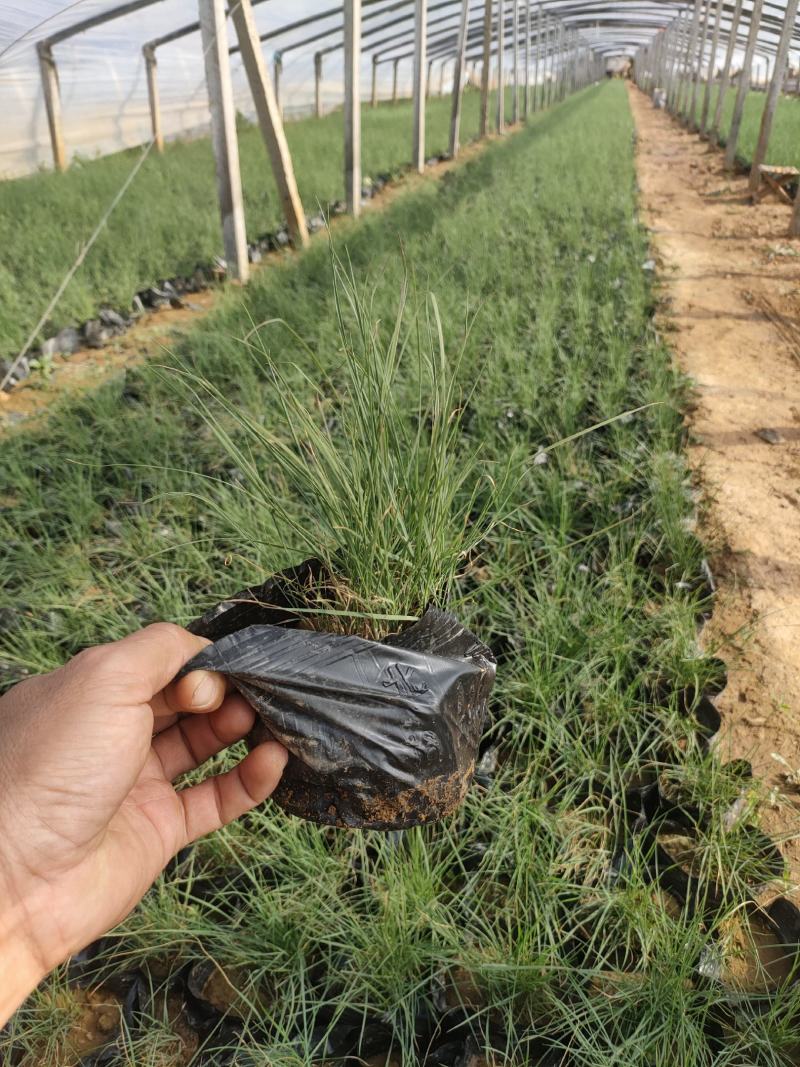 粉黛乱子草大盆苗价格，粉黛乱子草工程小杯苗，粉黛乱子草