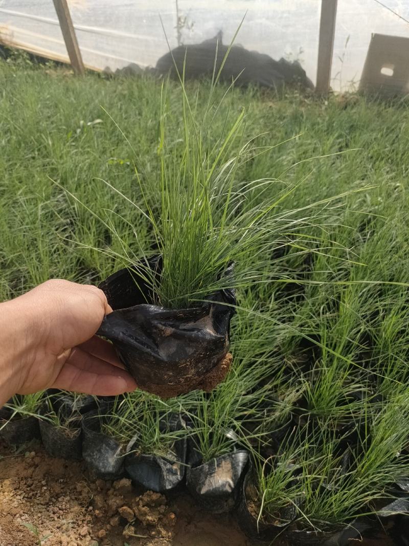 粉黛乱子草大盆苗价格，粉黛乱子草工程小杯苗，粉黛乱子草