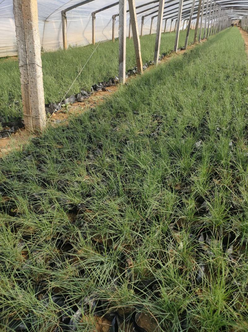 粉黛乱子草大盆苗价格，粉黛乱子草工程小杯苗，粉黛乱子草