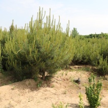 苗木基地种植油松（高2.5-3m；冠1.5-3m）