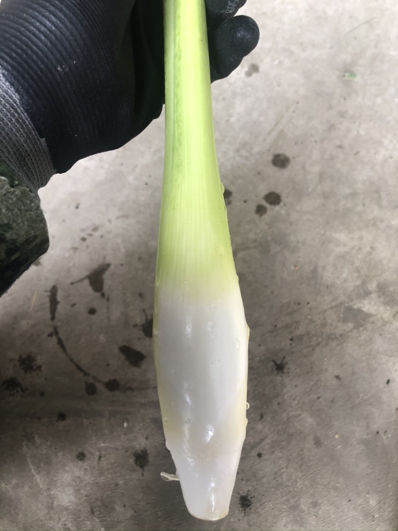 德清上半年双季茭白