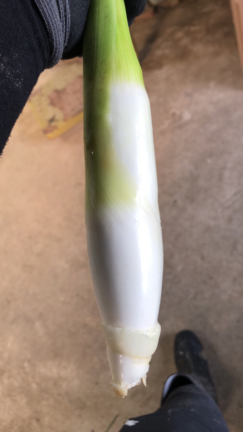 德清上半年双季茭白