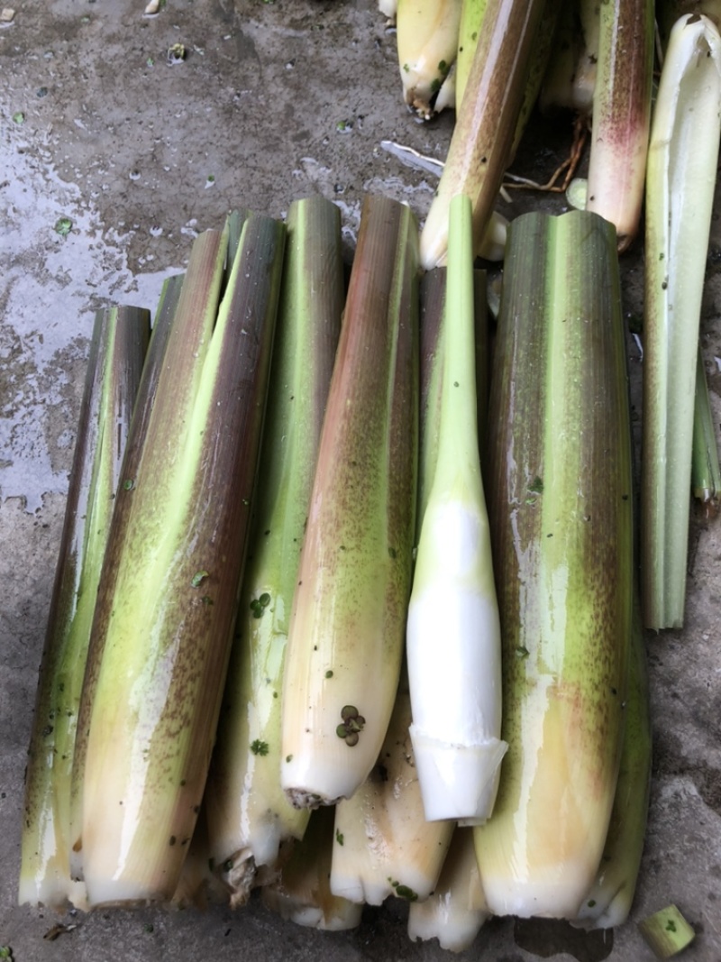 德清上半年双季茭白