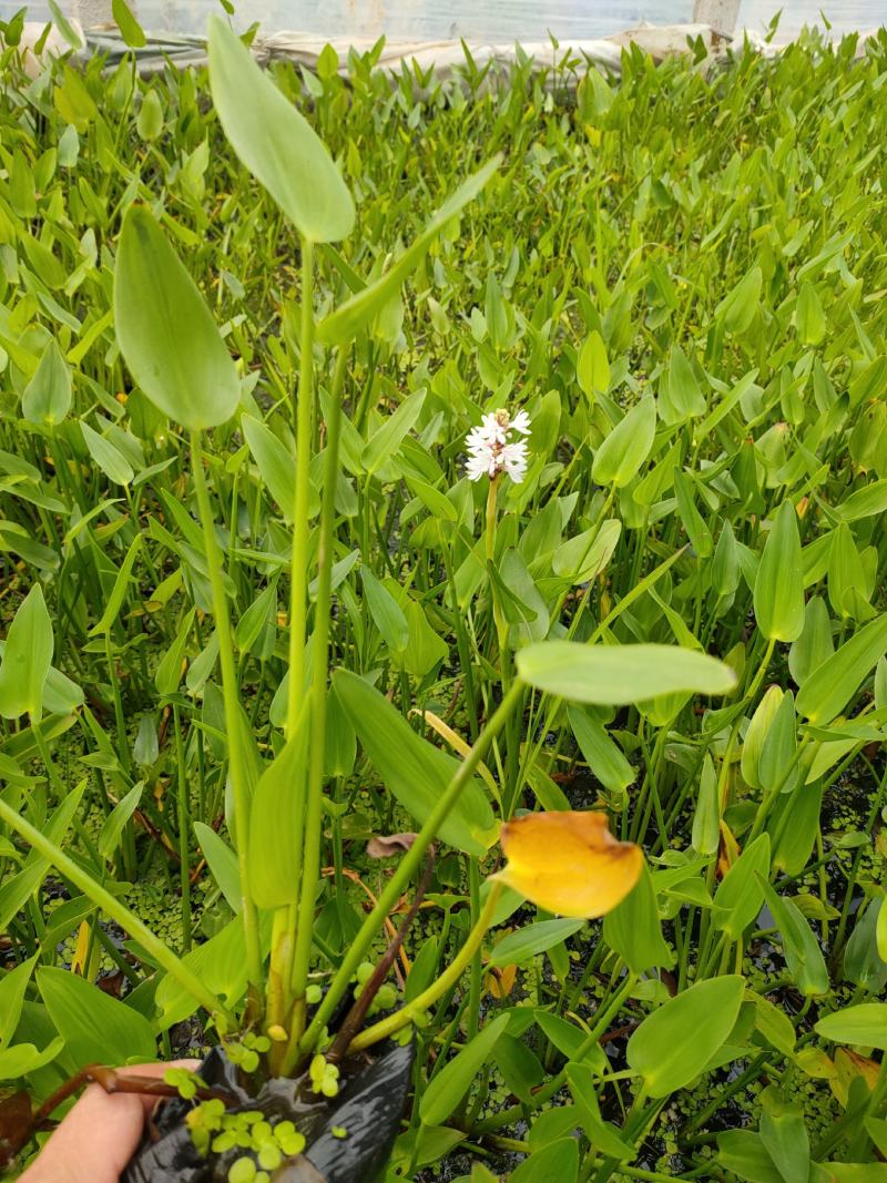 梭鱼草价格，梭鱼草工程苗，梭鱼草基地专业种植大量供应