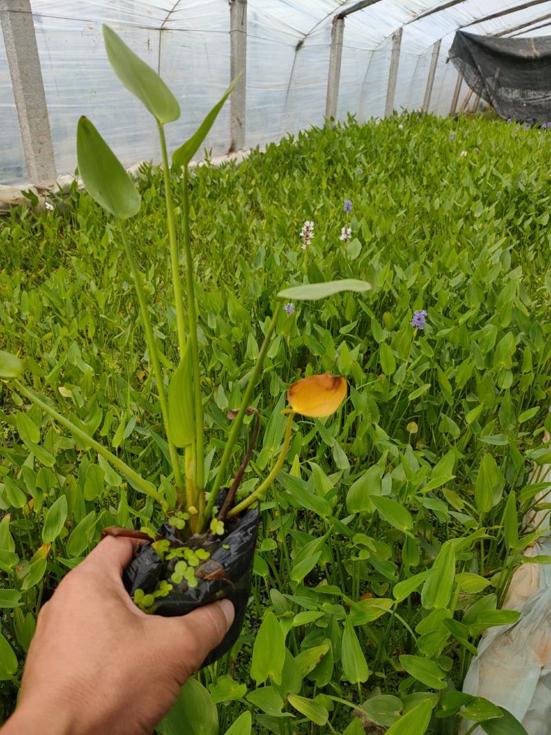 梭鱼草价格，梭鱼草工程苗，梭鱼草基地专业种植大量供应
