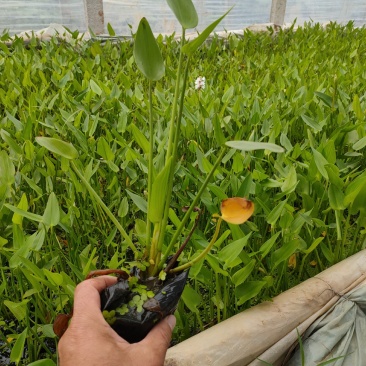 梭鱼草价格，梭鱼草工程苗，梭鱼草基地专业种植大量供应