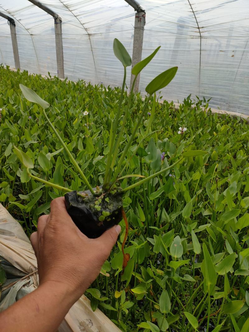 梭鱼草价格，梭鱼草工程苗，梭鱼草基地专业种植大量供应