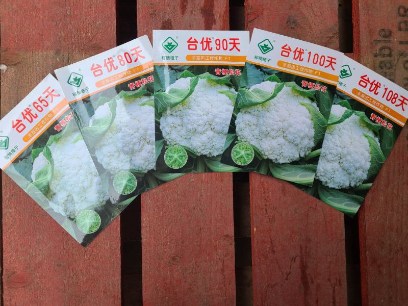 一代交配，台湾稼穑种子出品，台优松花菜种子