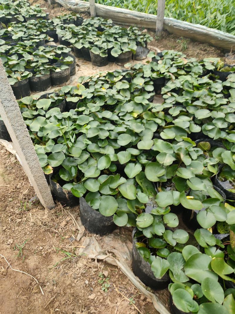 睡莲基地，睡莲大盆，睡莲小杯工程苗，睡莲大量供应