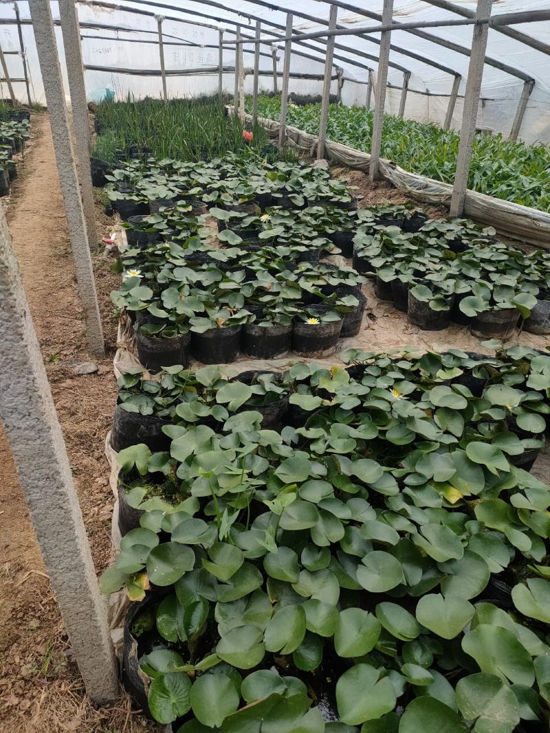 睡莲基地，睡莲大盆，睡莲小杯工程苗，睡莲大量供应