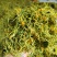 蒸汽杀青金银花，高含量金银花，山东产地一手货源。