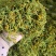 蒸汽杀青金银花，高含量金银花，山东产地一手货源。