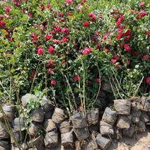 大花蔷薇，三季开花蔷薇，蔷薇工程苗，蔷薇基地专业种植大量