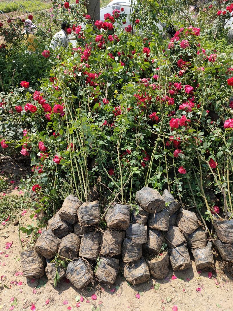 大花蔷薇，三季开花蔷薇，蔷薇工程苗，蔷薇基地专业种植大量