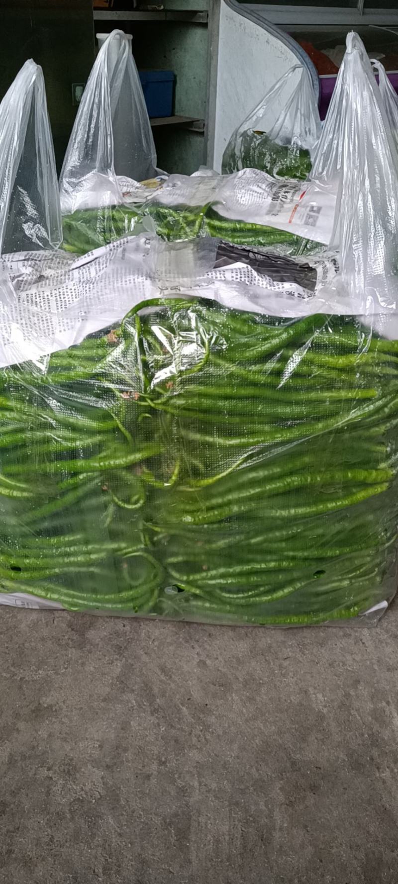 大棚大棚线椒大量上市