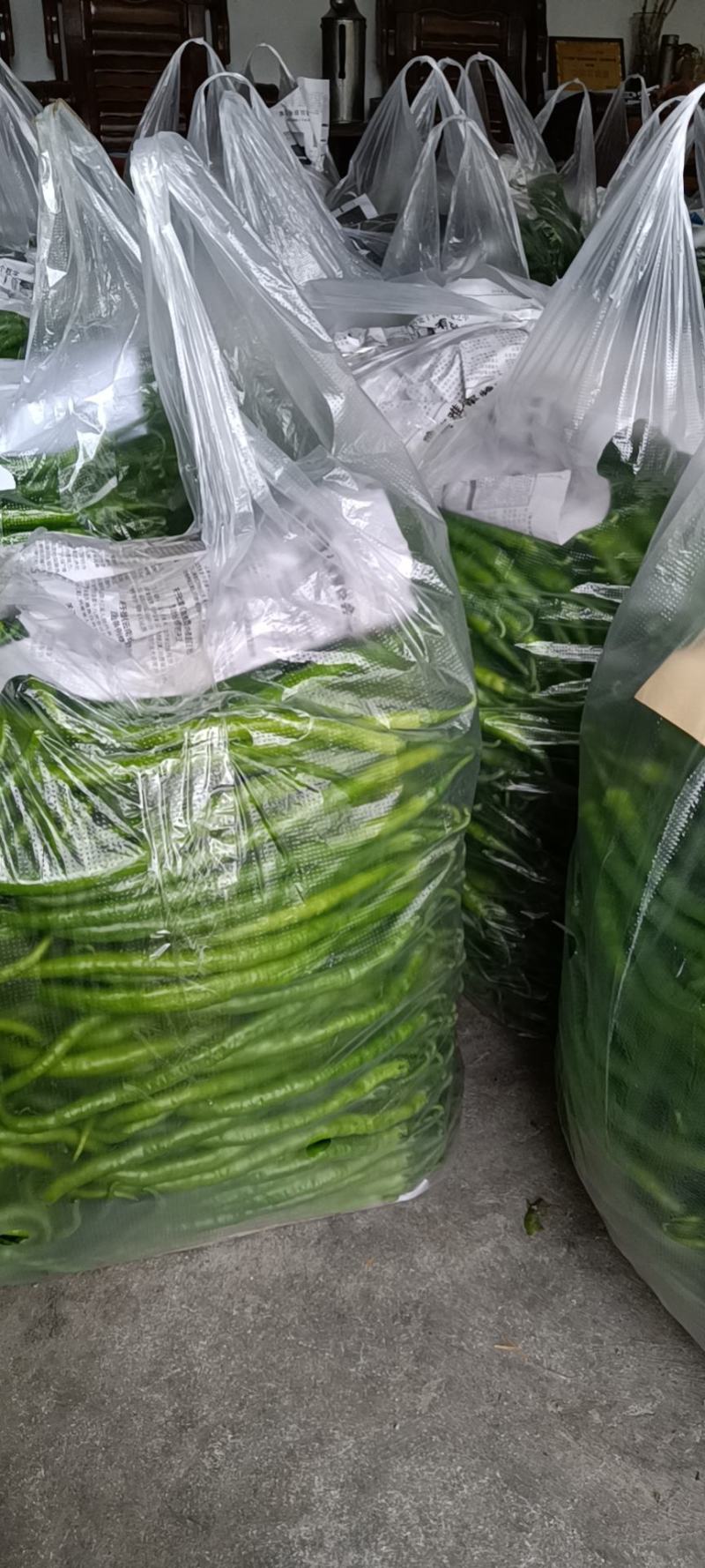 大棚大棚线椒大量上市